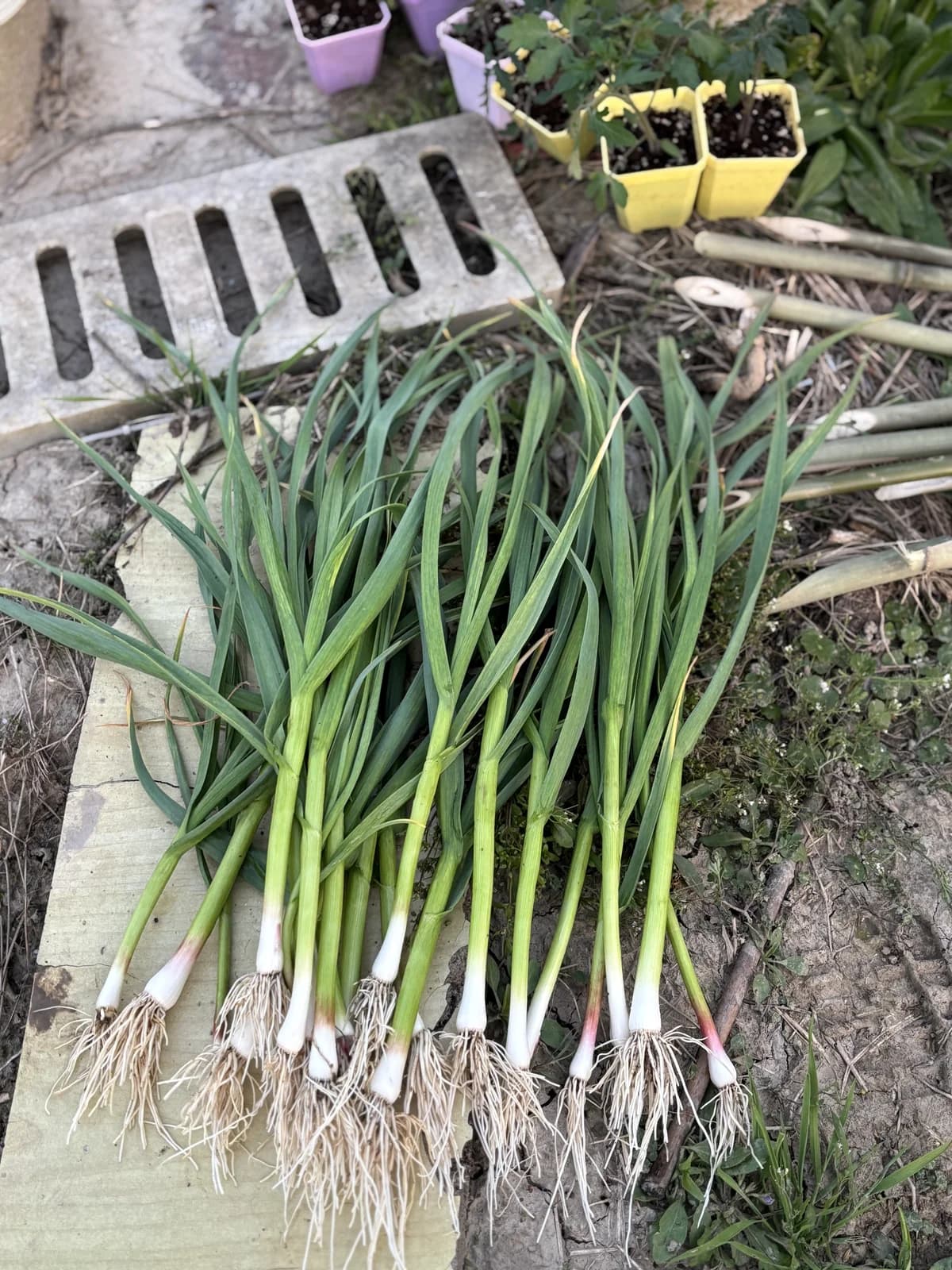 'Geisha' Garlic Bulbs — Rare Japanese Heirloom Variety - View 4