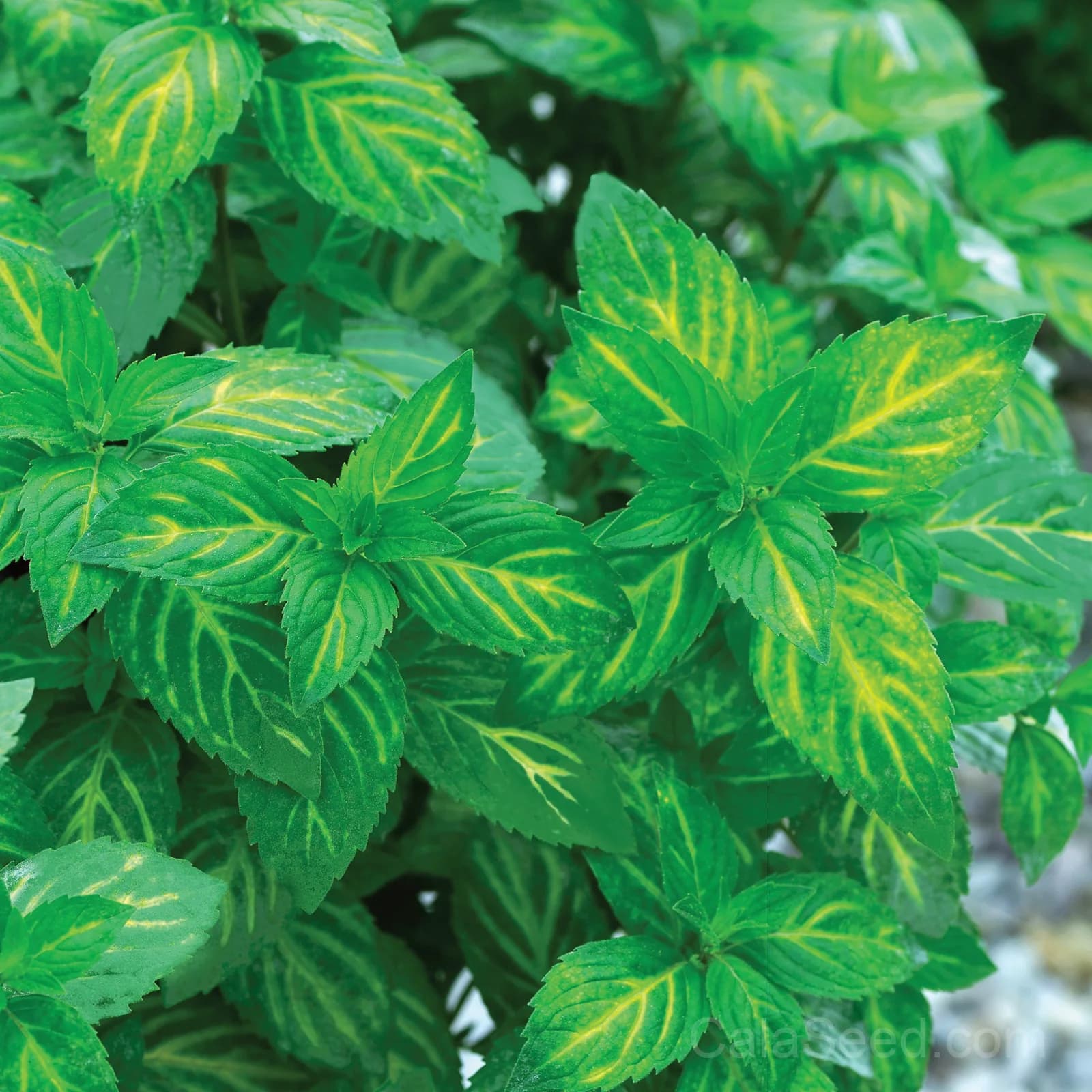Ginger Mint Seeds — Aromatic Culinary Herb - Main