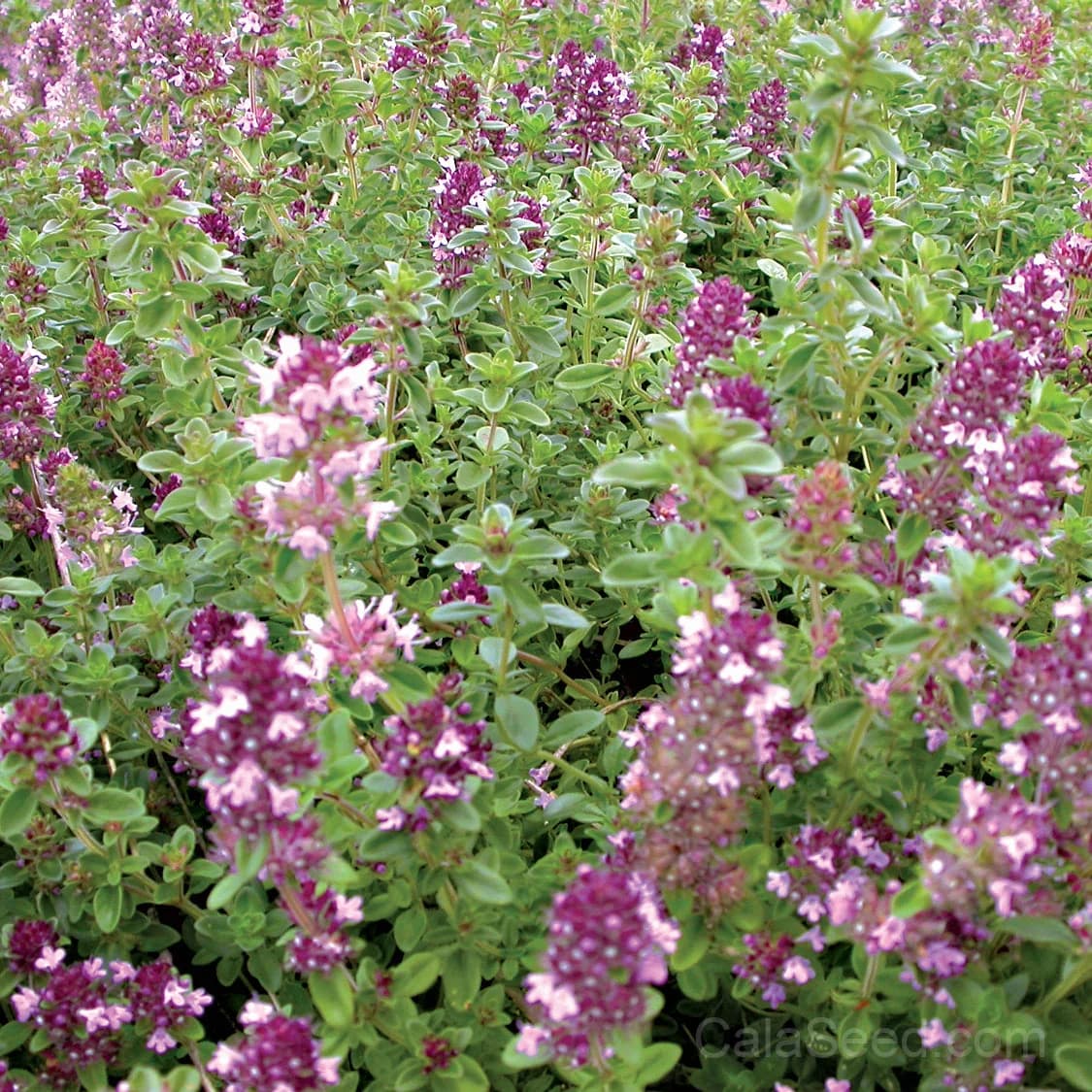 Creeping Thyme Seeds — Fragrant Ground Cover - Main