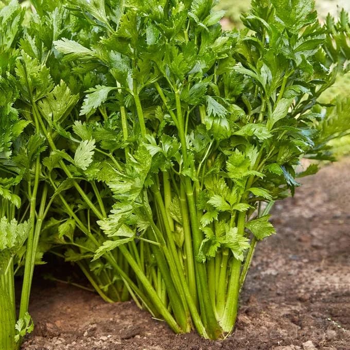 Tall Utah 52-70R Celery Seeds — Improved Disease-Resistant Stalks - Main