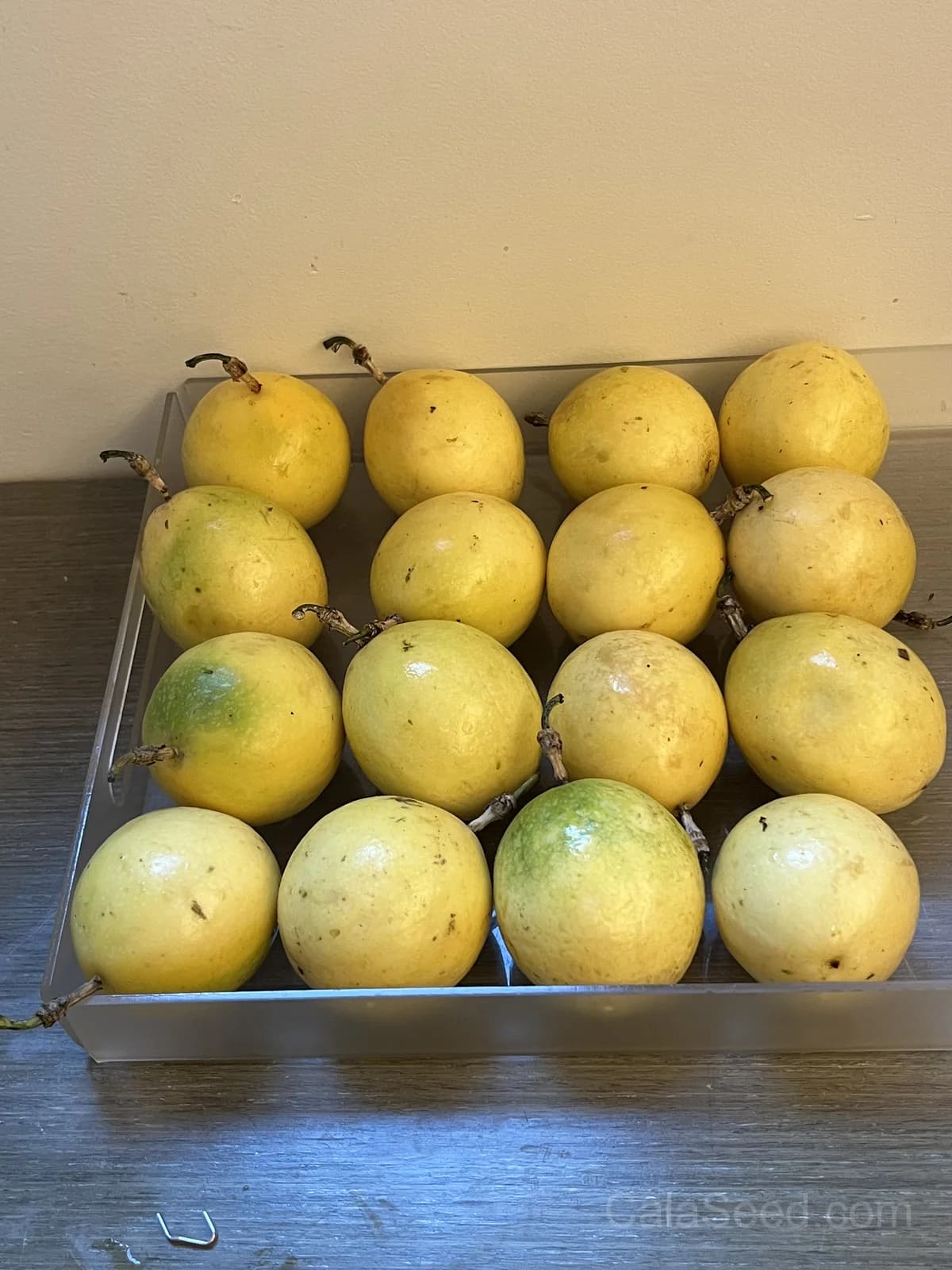 Yellow Passion Fruit 'Flavicarpa' Seeds — Golden Tropical Vine - View 5