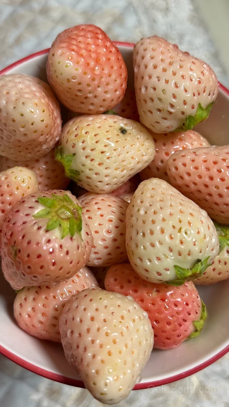 Strawberry 'White Snowball' Seeds — Sweet White Berry - Main