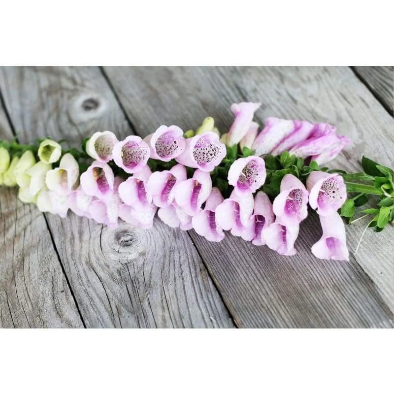 Foxy Foxglove Seeds — Vibrant Bell-Shaped Blooms - View 6