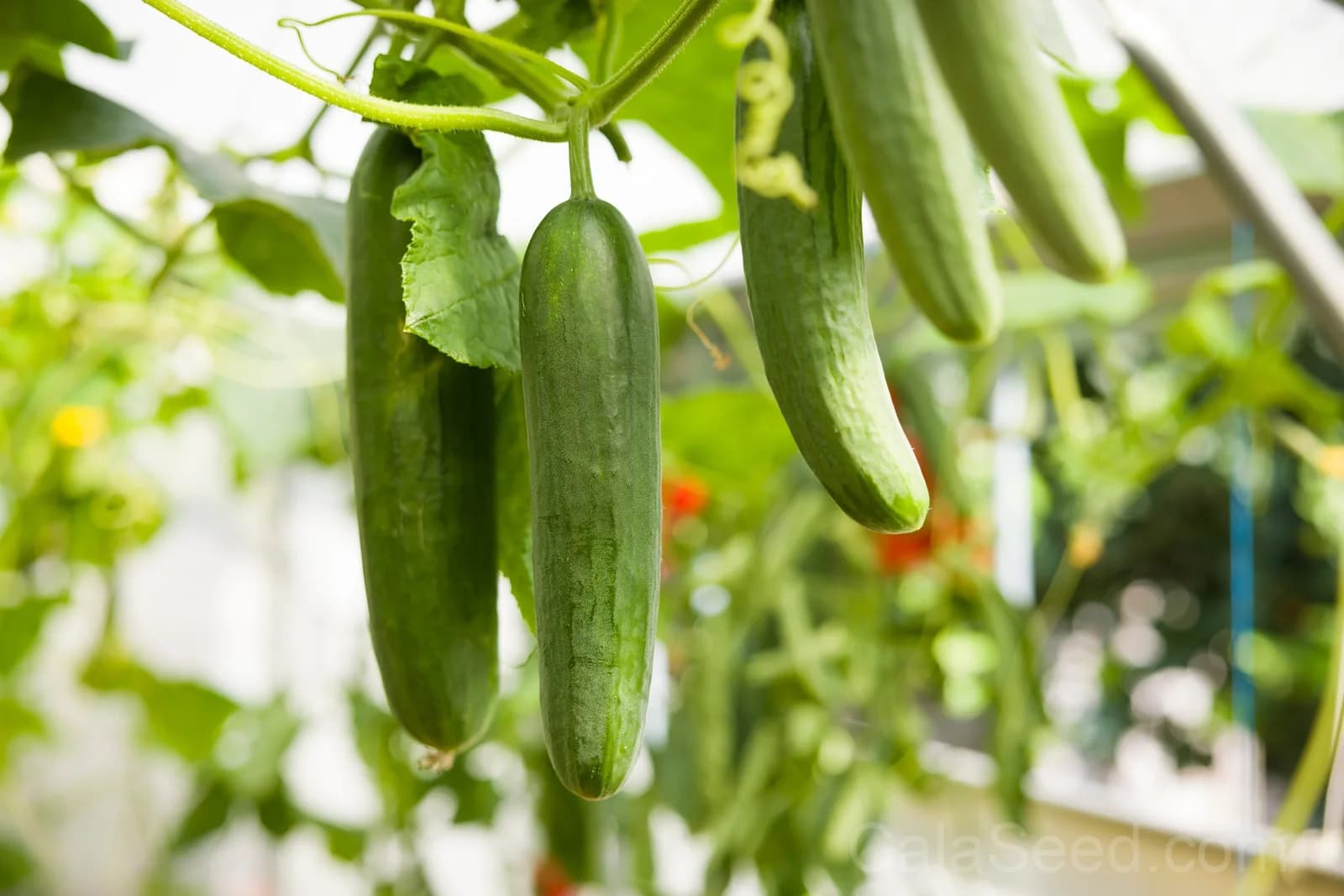 Long Green Improved Cucumber Seeds — High-Yield Slicing Variety - View 3