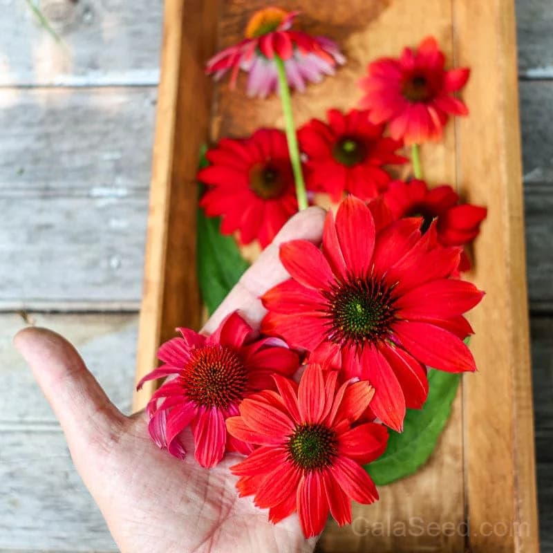 Red Ombre Artisan Echinacea Seeds — Striking Two-Tone Blooms - View 9