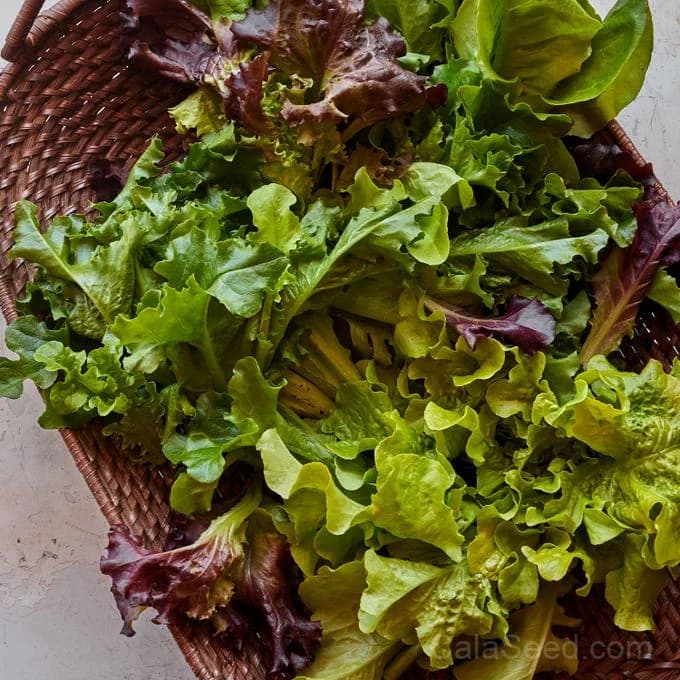 Heatwave Blend Lettuce Seeds — Heat-Tolerant Salad Mix - Main