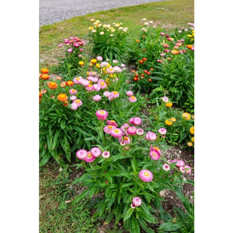 Strawflower 'Dwarf Mix' Seeds — Compact Colorful Blooms - View 3