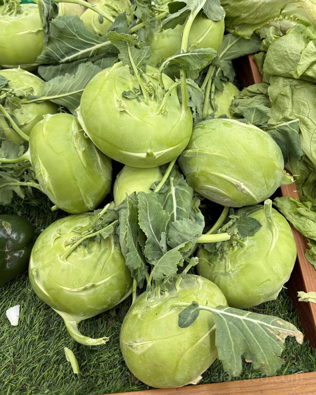 Konan Kohlrabi Seeds — Crisp Purple Bulb Vegetable - View 6