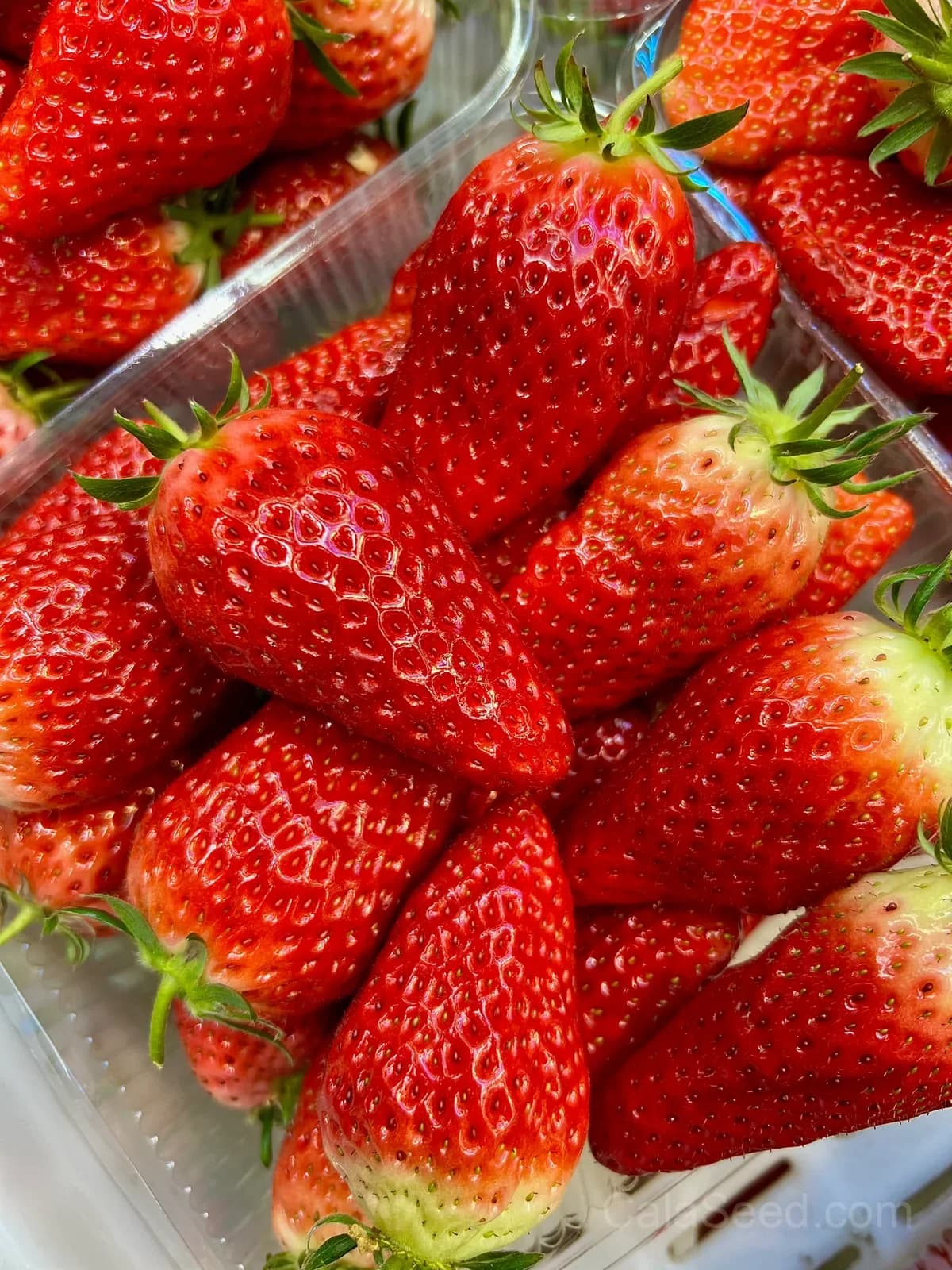 Sweet Strawberry Seeds – Juicy, High Germination & Easy to Grow - Main