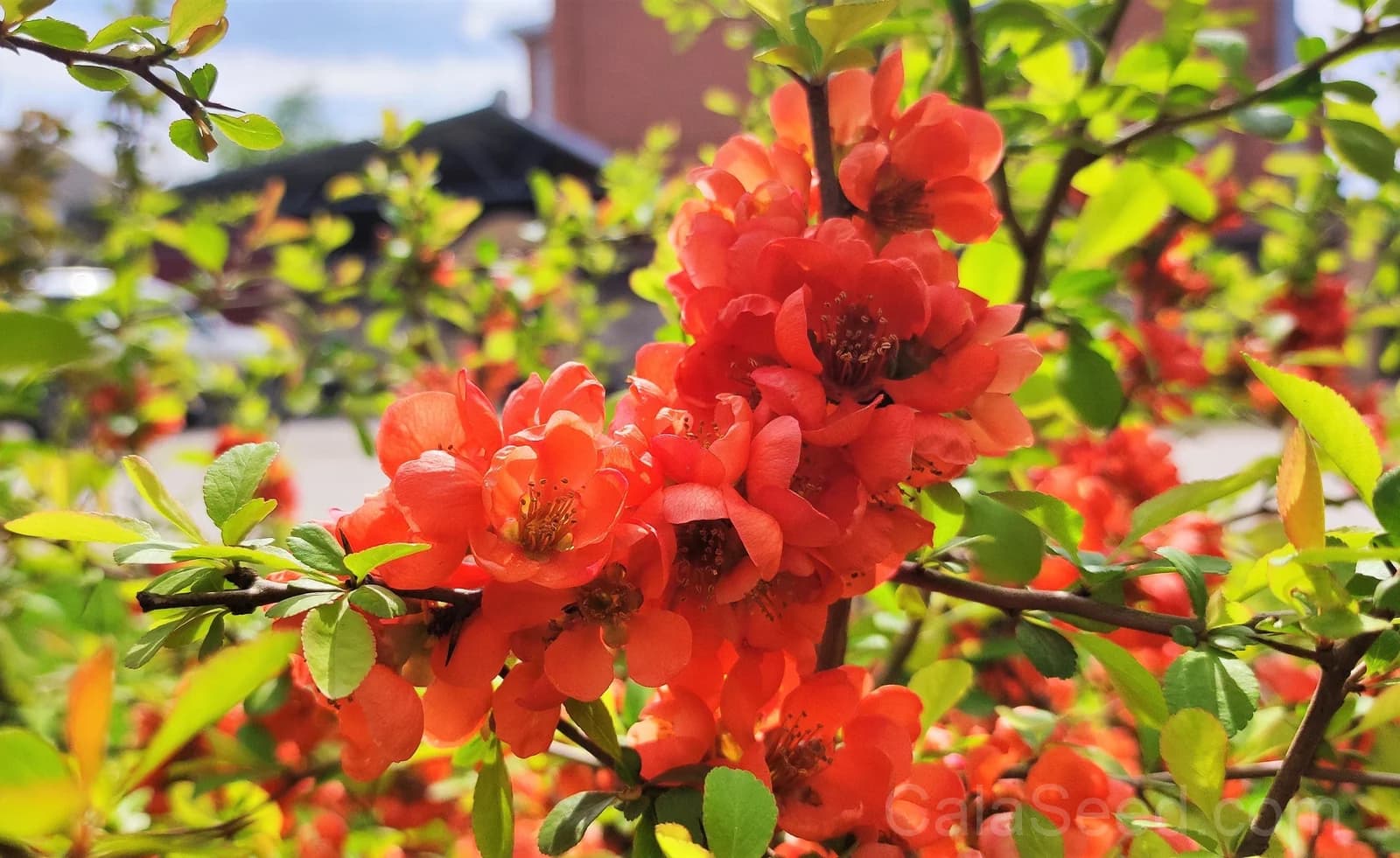 Red Flowering Dwarf Quince 'Chaenomeles Japonica' Seeds — Scarlet Ornamental Shrub - View 5