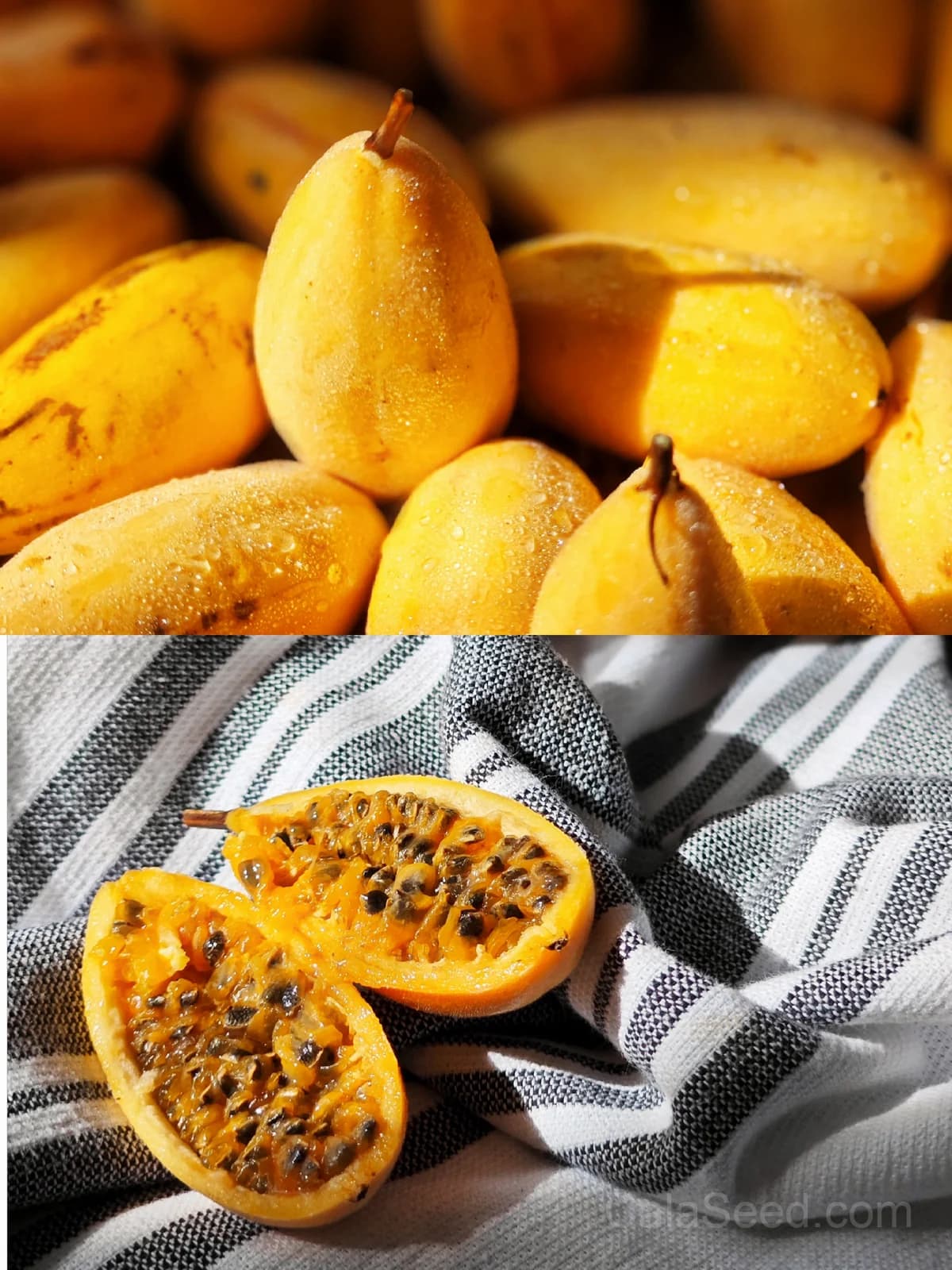 Pink Passion Flower 'Banana Passion Fruit' Seeds — Yellow Skin Orange Pulp Vine - Main