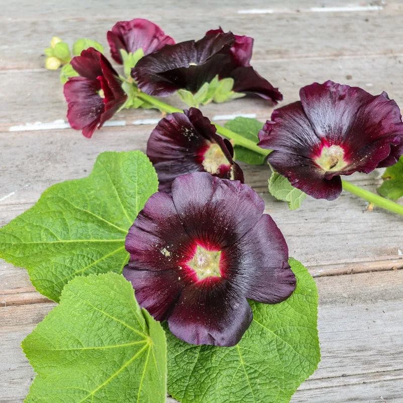 Jet Black Hollyhock Seeds — Dramatic Dark Blooms - View 3