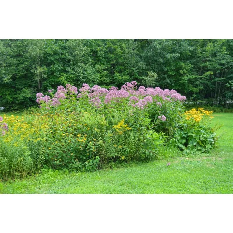 Joe Pye Weed Seeds — Native Perennial Butterfly Magnet - View 3
