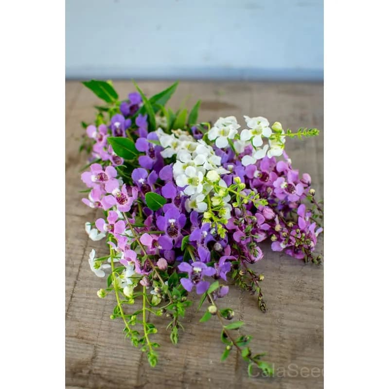 Serena Mix Angelonia Seeds — Heat-Tolerant Summer Blooms - View 3