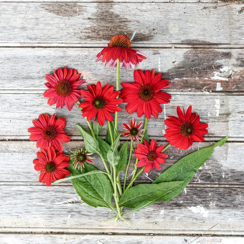 Red Ombre Artisan Echinacea Seeds — Striking Two-Tone Blooms - View 3