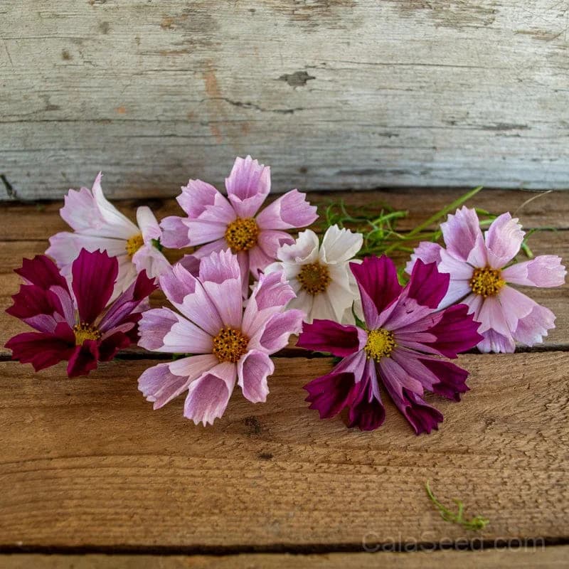 Sea Shell Mix Cosmos Seeds — Vintage Cottage Garden Charm - Main