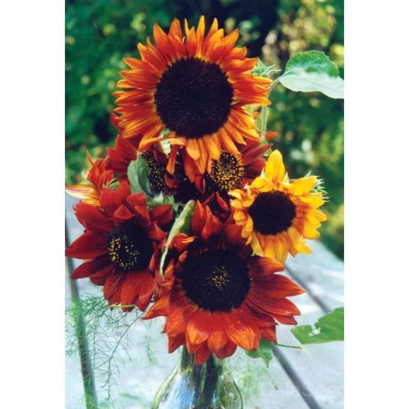 Earthwalker Sunflower Seeds — Native Pollinator-Friendly Bloom - View 2