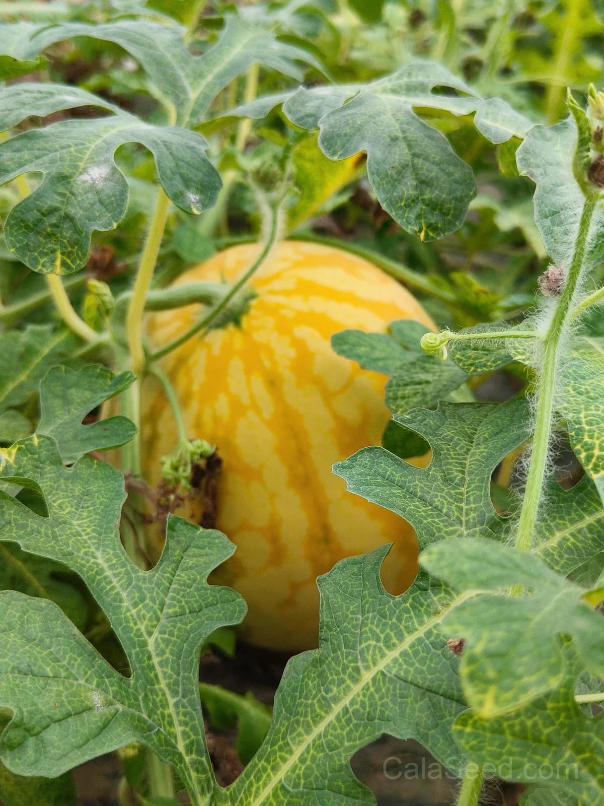 Premium Yellow Skin Seedless Watermelon Seeds | Sweet Rare Variety for Home Gardeners - View 6