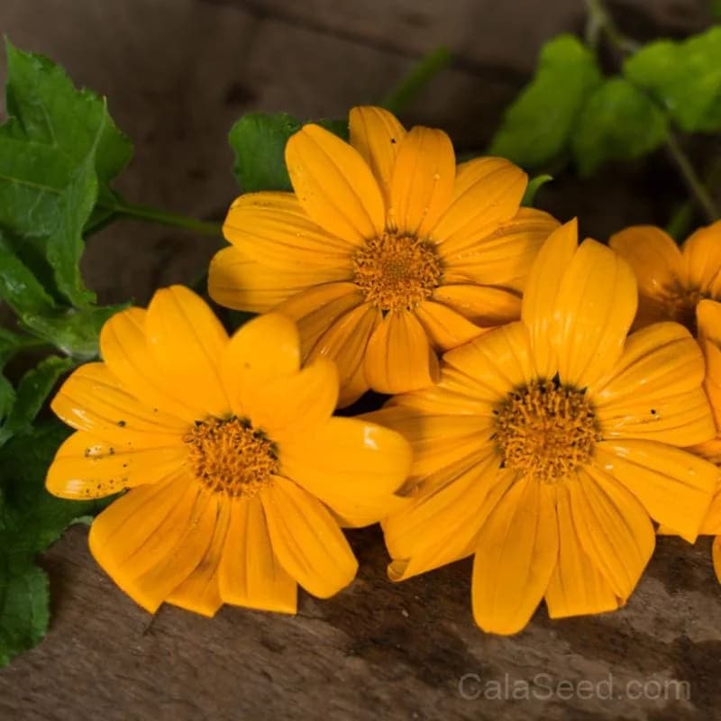 Yellow Torch Tithonia Seeds — Vibrant Mexican Sunflower - View 1
