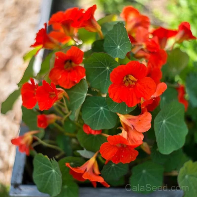 Empress of India Nasturtium Seeds — Heirloom Crimson Blooms - Main