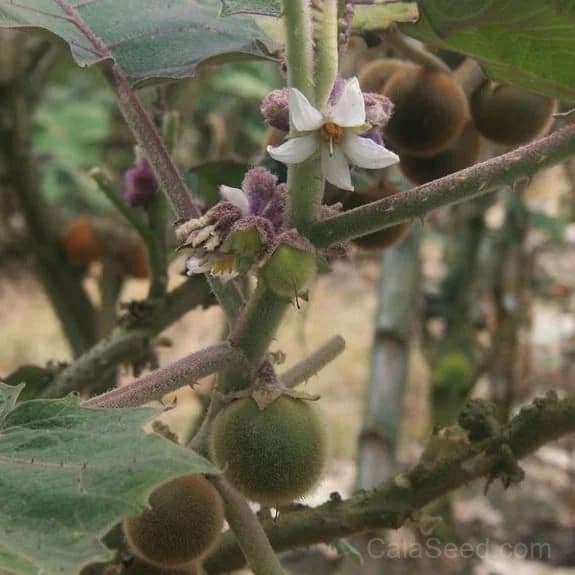 Naranjilla Seeds — Exotic Citrus Fruit for Home Gardens - Alt
