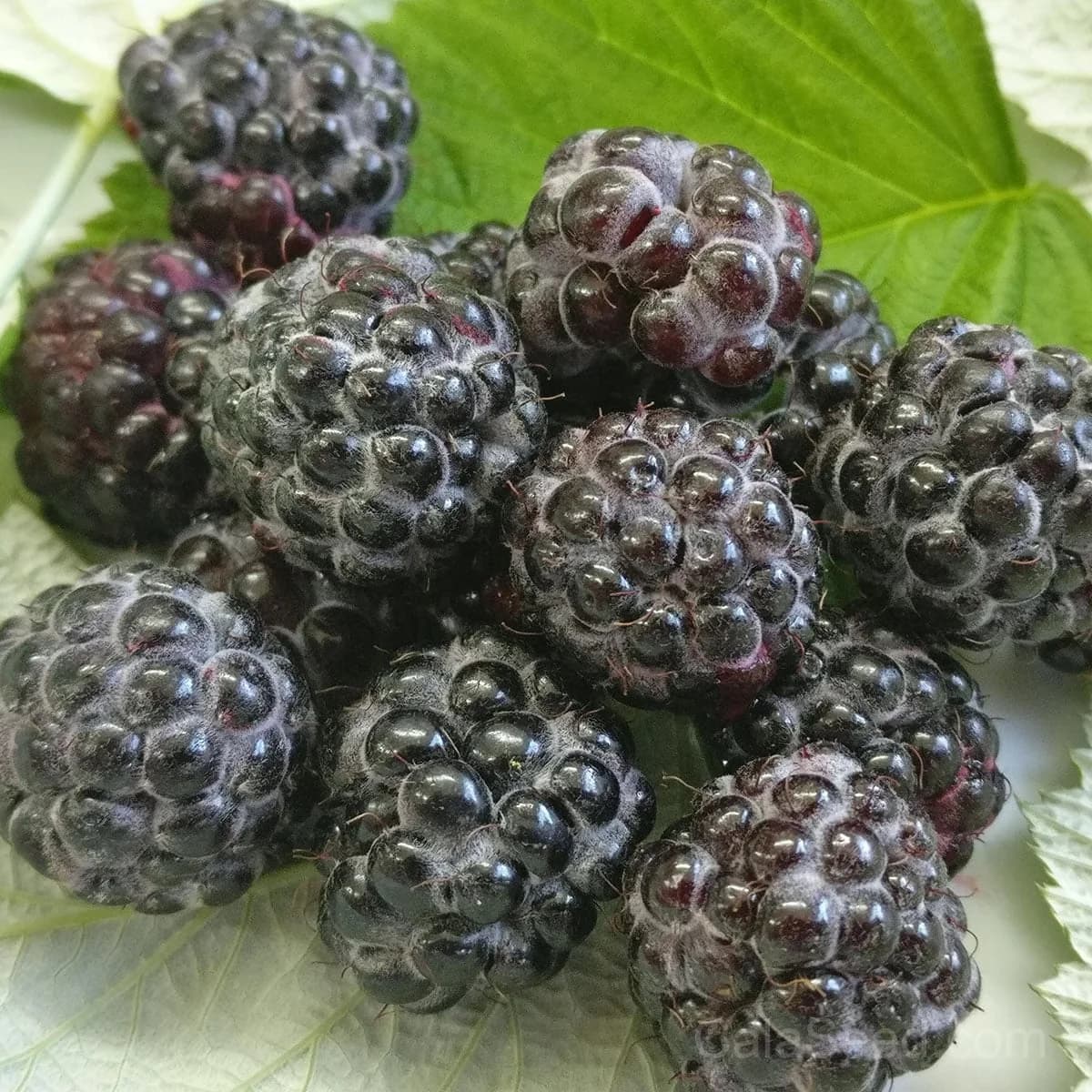 Raspberry 'Black Jewel' Seeds — Dark Berry High-Yield Fruit - View 4