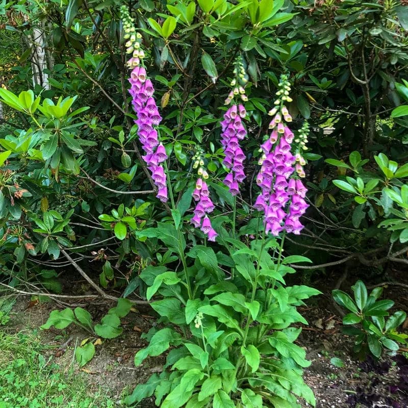 Foxy Foxglove Seeds — Vibrant Bell-Shaped Blooms - View 1