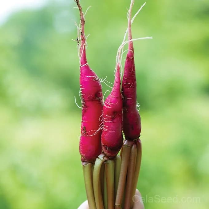 Salad Rose Radish Seeds — Crunchy Heirloom Root Vegetable - Alt
