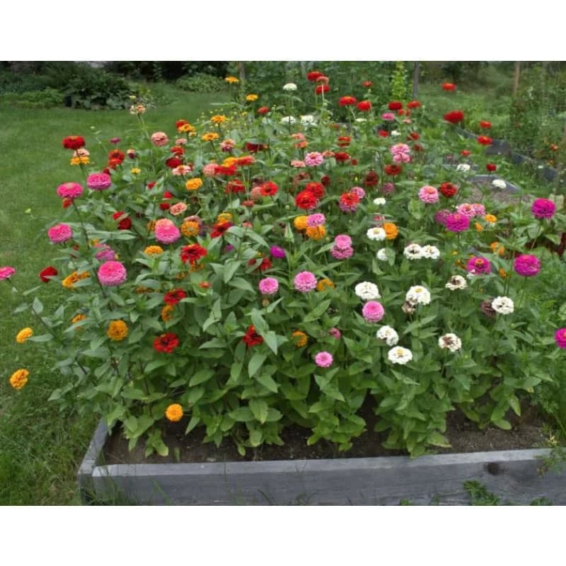 Oklahoma Formula Mix Zinnia Seeds — Vibrant Heat-Tolerant Blooms - Alt