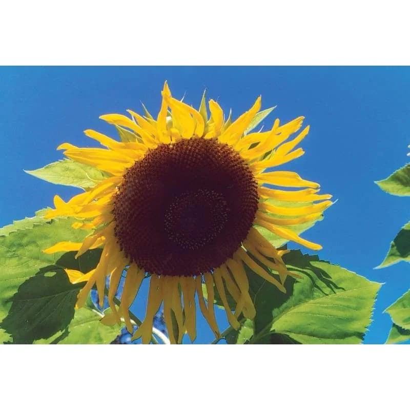 Black Russian Sunflower Seeds — Dark Heirloom Bloom - View 2