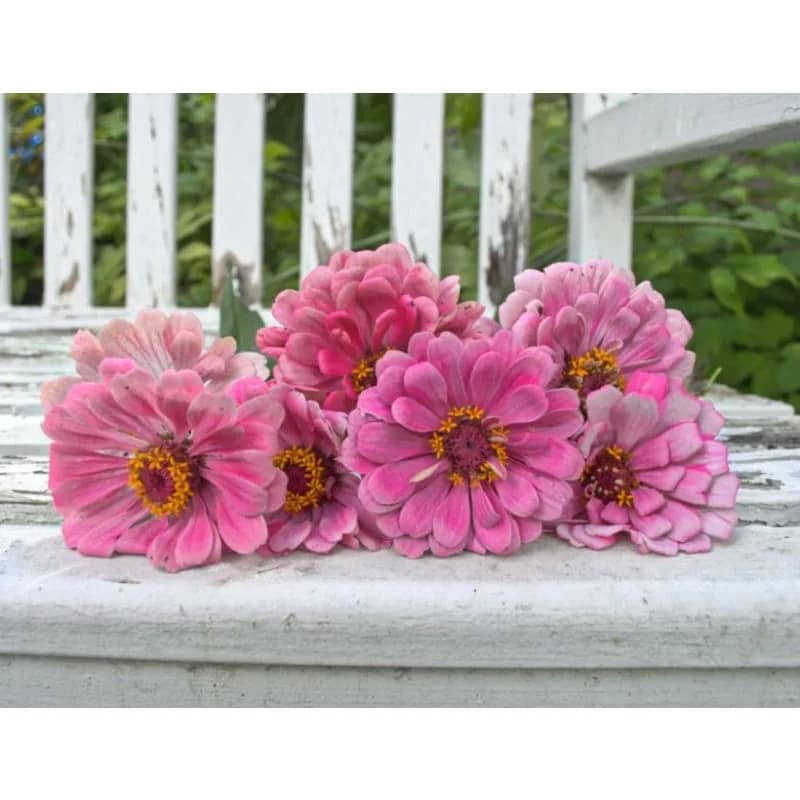 Miss Willmott Zinnia Seeds — Heirloom Elegance in Every Bloom - View 3