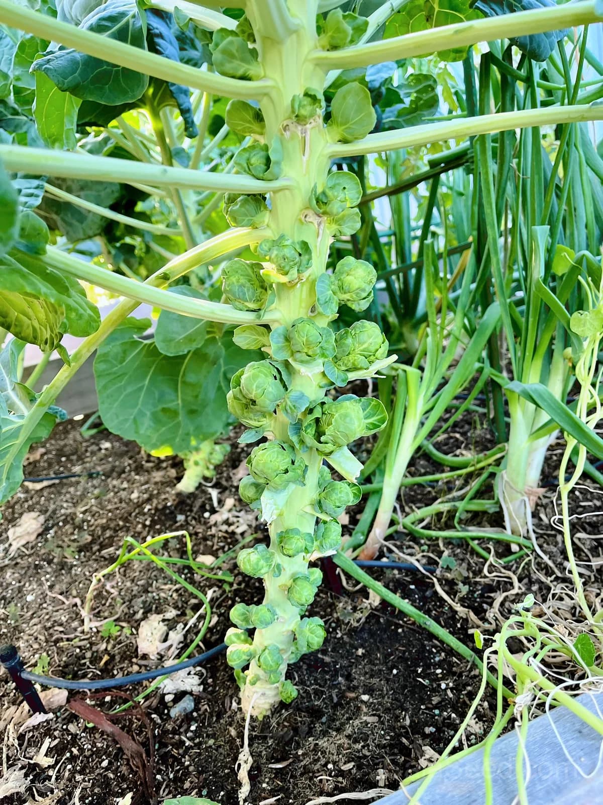 Catskill Brussels Sprouts Seeds — Cold-Hardy Heirloom Vegetable - Alt