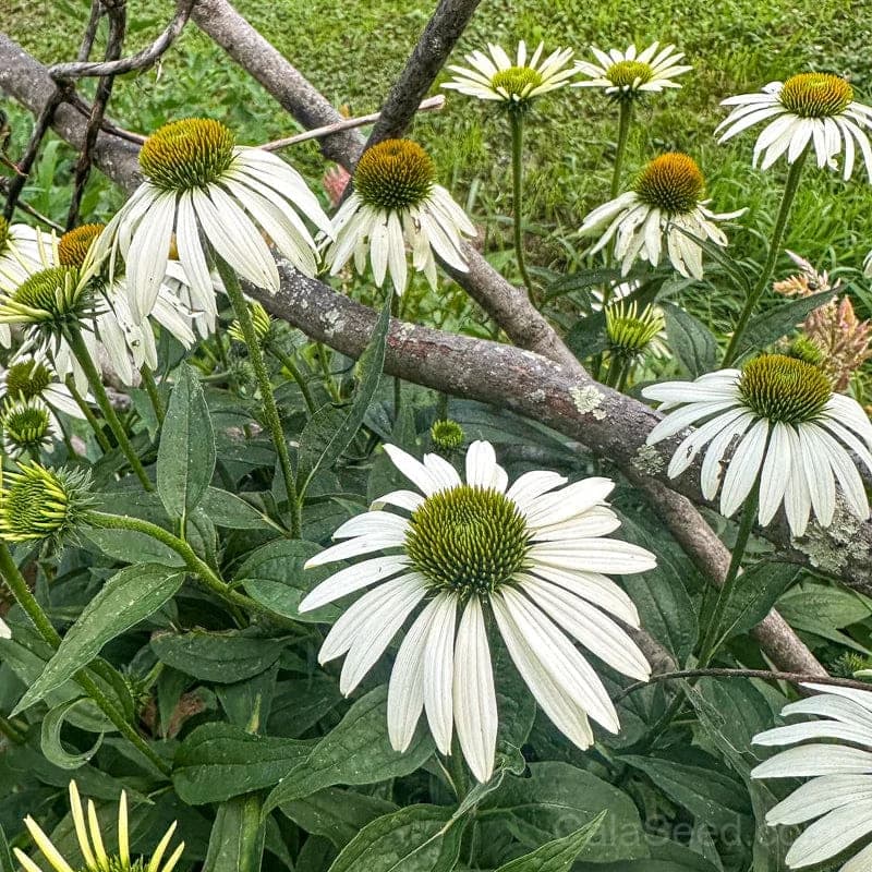 White Swan Echinacea Seeds — Elegant White Coneflower Bloom - Main