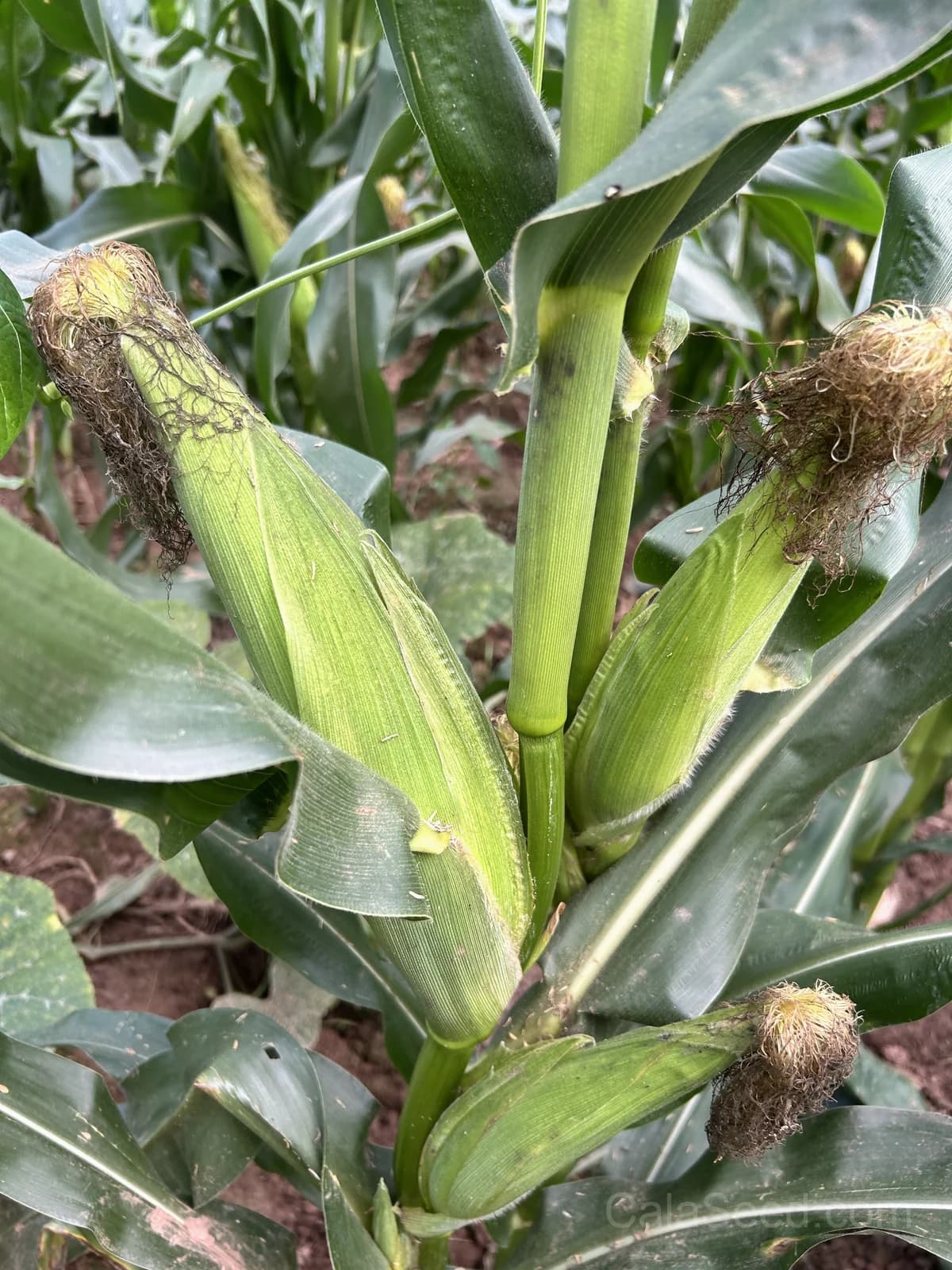 Country Gentleman Corn Seeds — Heirloom Sweet White Variety - View 4