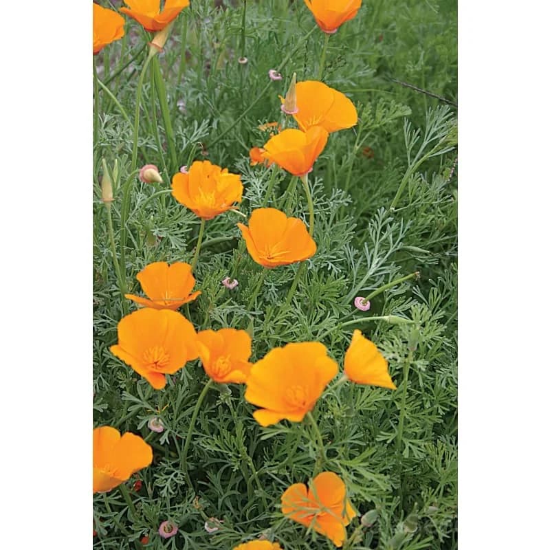California Poppy Seeds — Native Wildflower Drought Tolerant - View 4