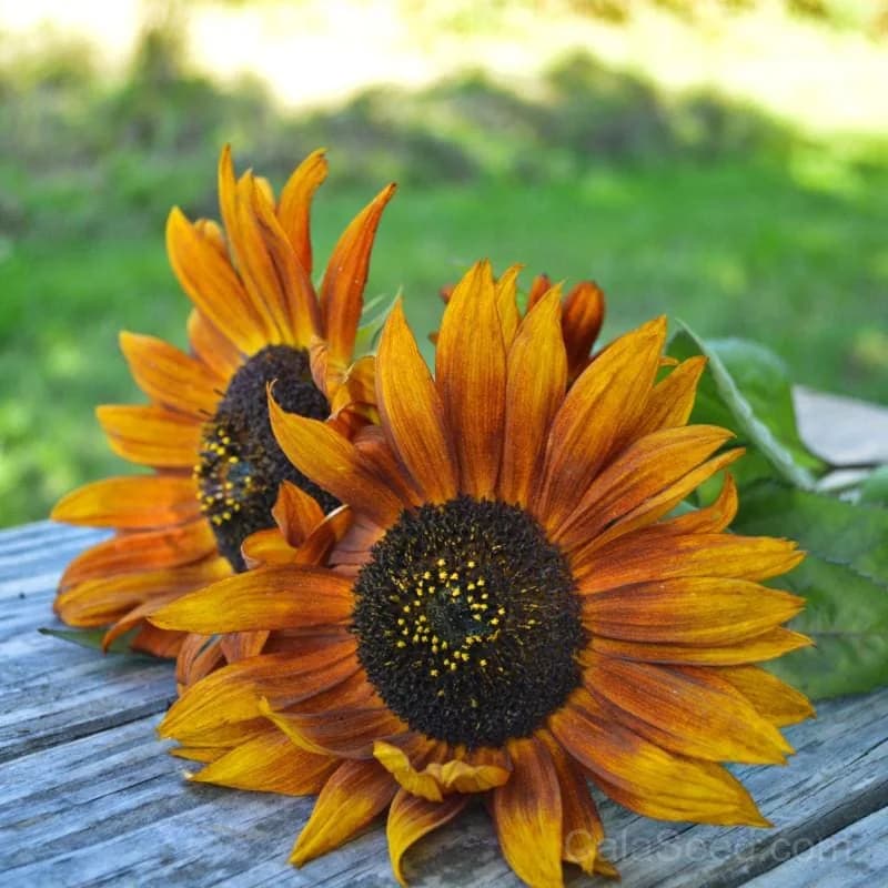 Velvet Queen Sunflower Seeds — Rich Burgundy Blooms - Alt