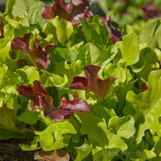 Gourmet Blend Lettuce Seeds — Premium Salad Mix - Main