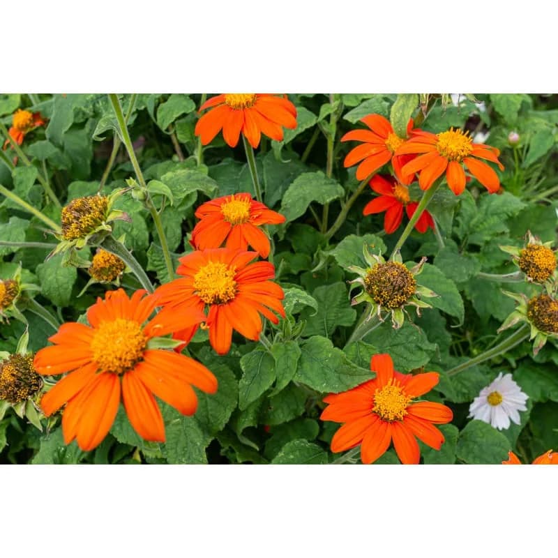 Fiesta del Sol Tithonia Seeds — Vibrant Mexican Sunflower - Alt