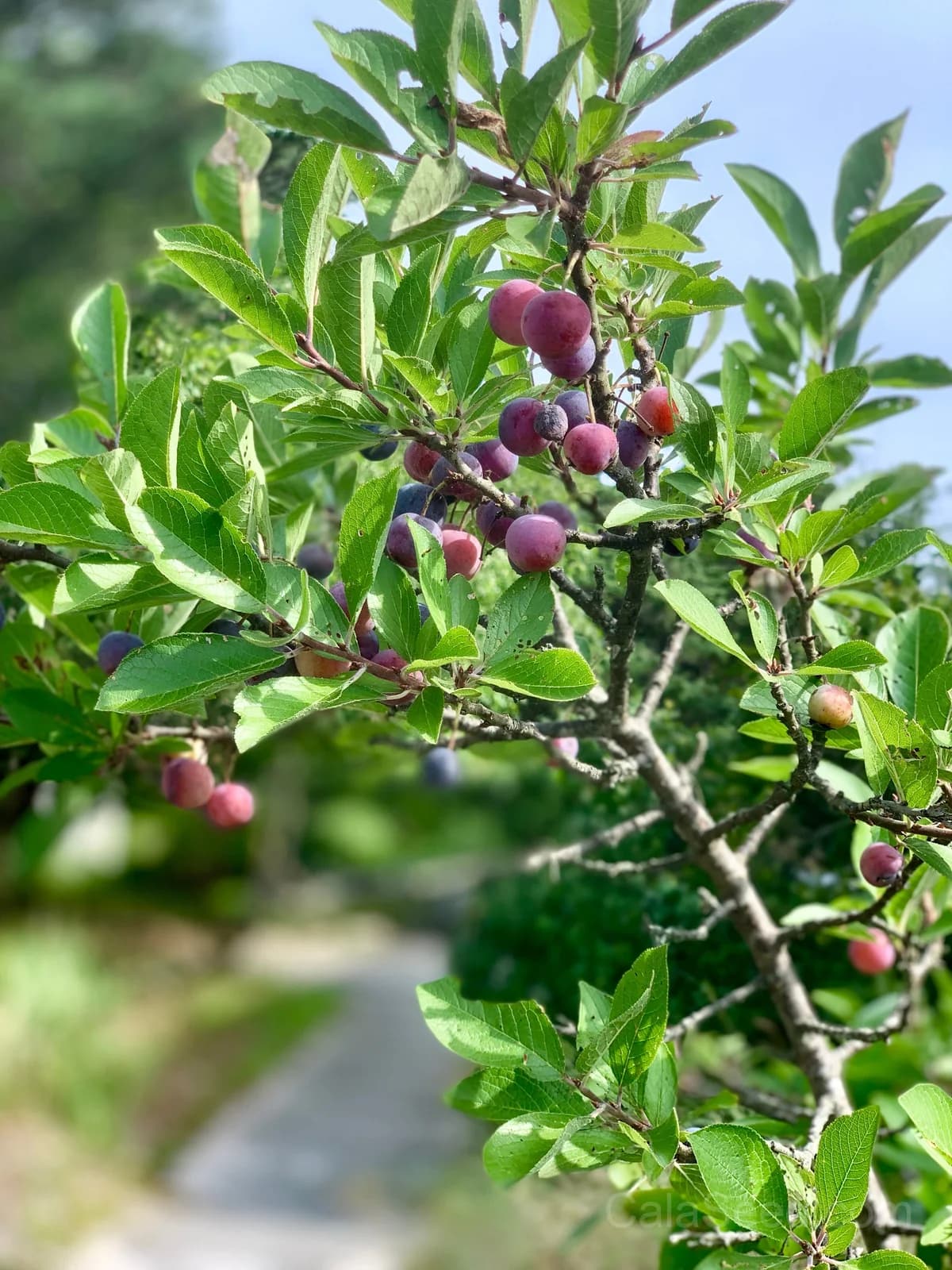 Beach Plum 'Prunus Maritima' Seeds — Native Edible Fruit Shrub - Main