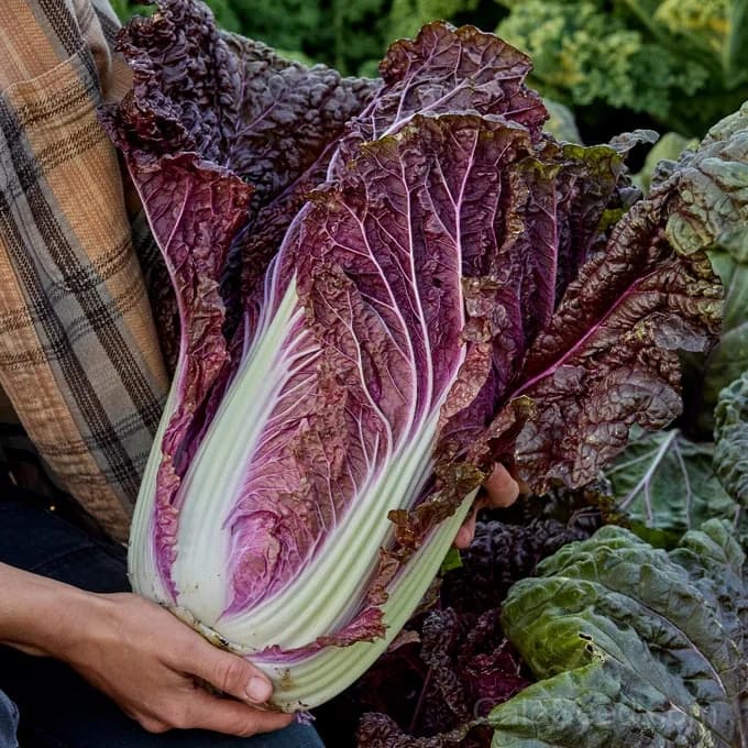 Wine Leaf Napa Cabbage Seeds — Sweet Asian Stir-Fry Green - Main