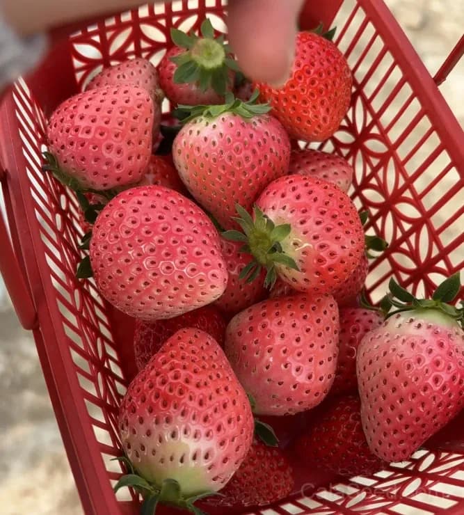 Pink Strawberry Seeds – Sweet, Juicy, High Germination & Easy to Grow - View 4