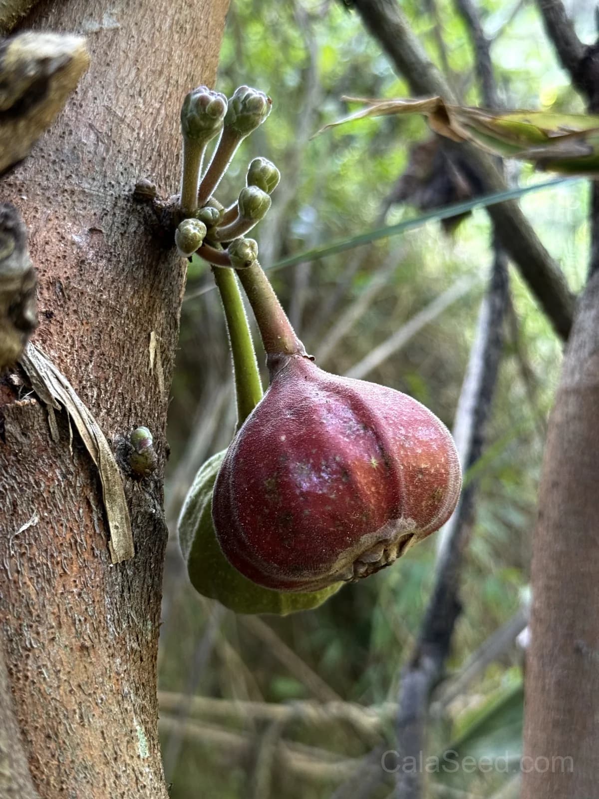 Fig 'Purple' Seeds — Sweet Ornamental Fruit - View 2