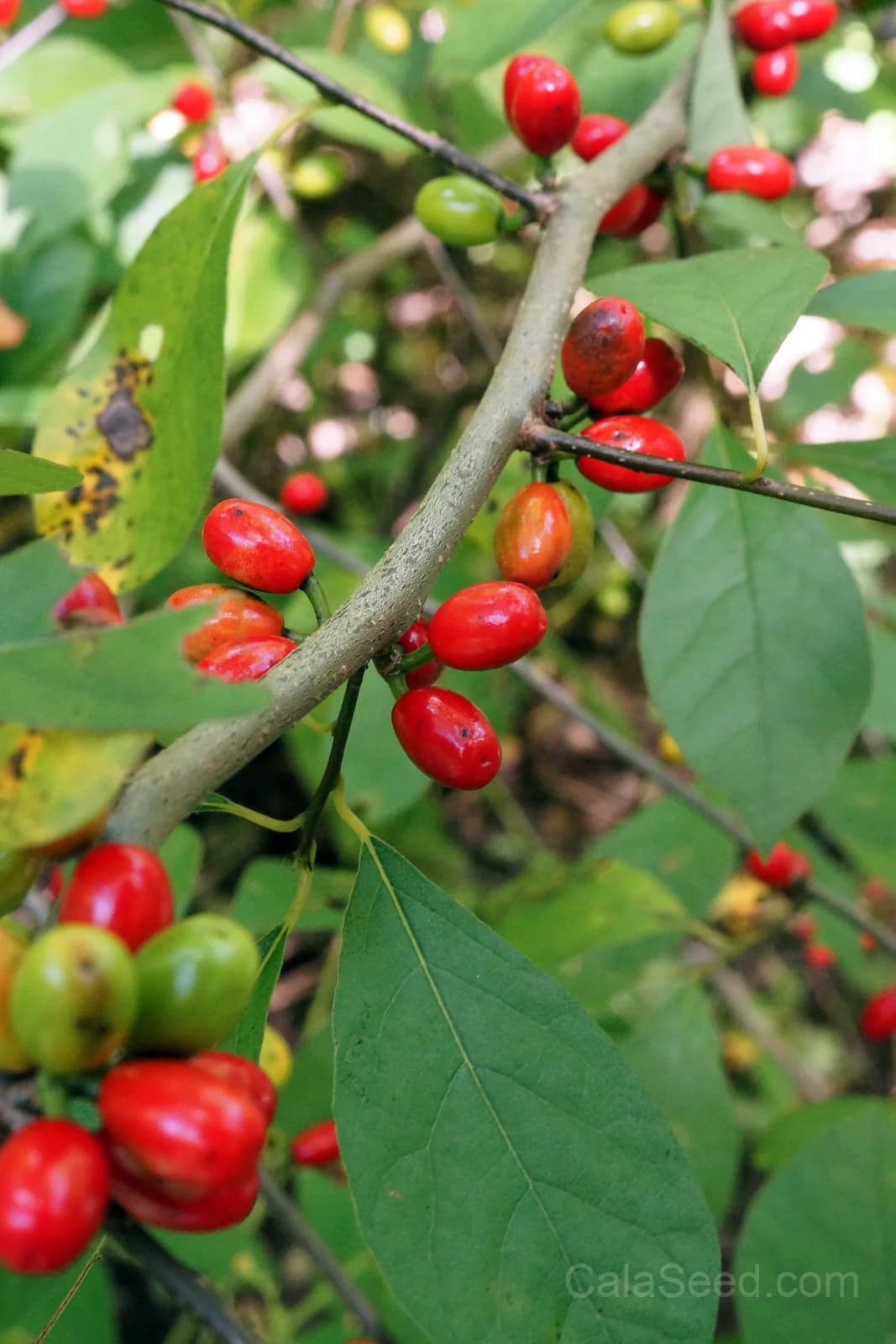 Spicebush 'Lindera Benzoin' Seeds — Native Red Berry Shrub - Main