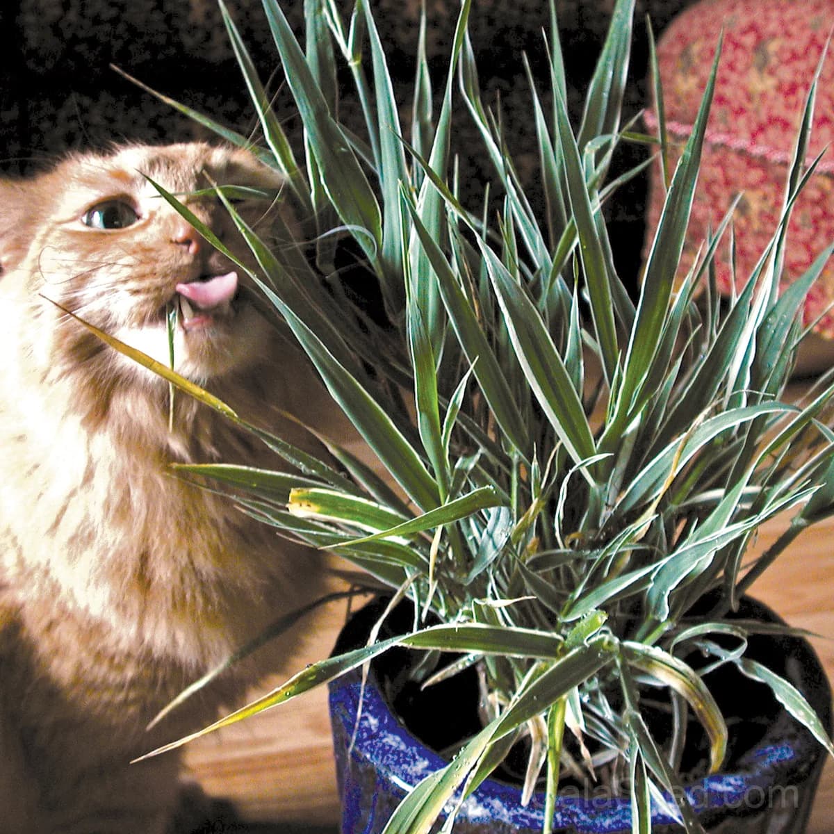 Variegated Cat Grass Seeds — Pet-Friendly Indoor Greens - Main