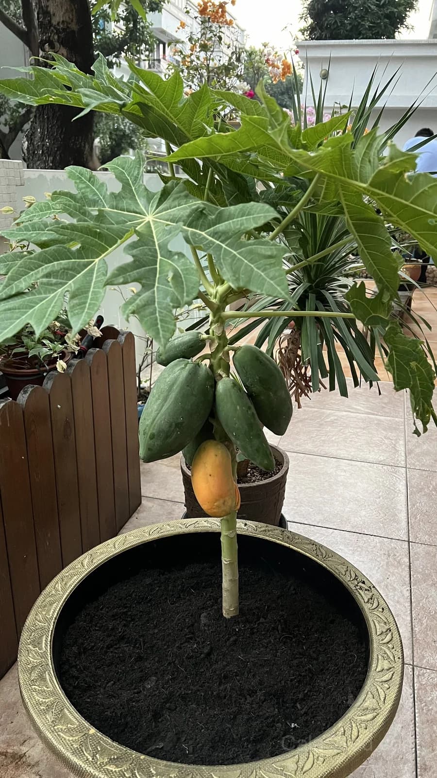 Carica Papaya Seeds — Tropical Fruit Tree - Alt