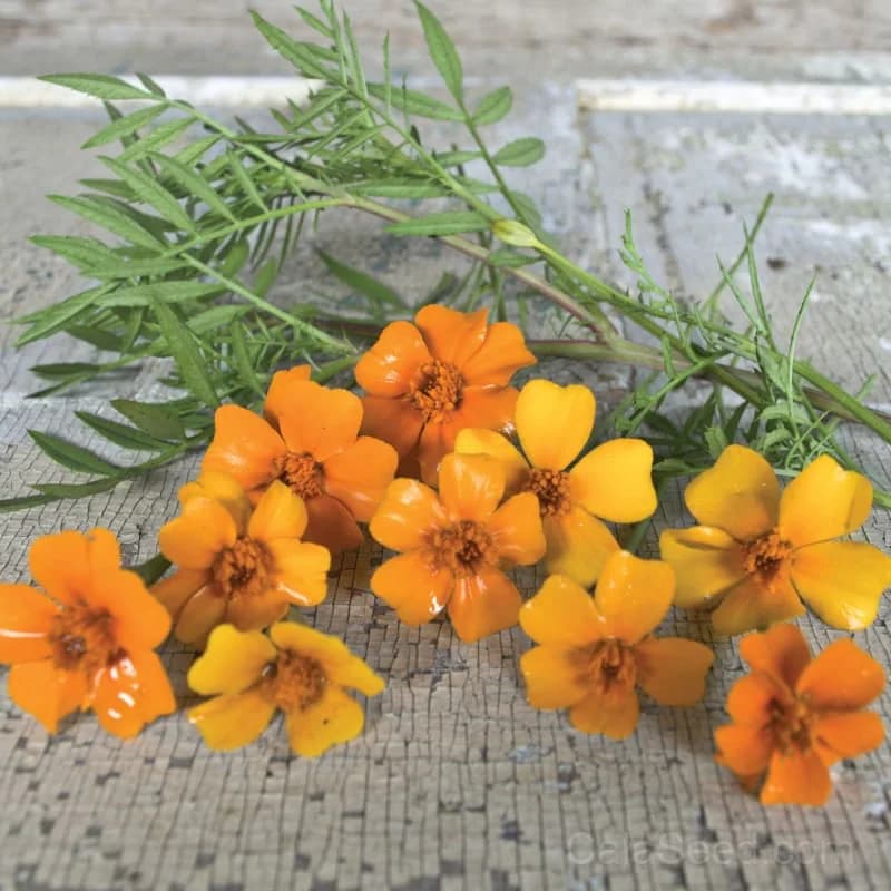 Mexican Mint Marigold 'Mexican Mint Marigold' Seeds — Licorice-Scented Edible Flowers - Main