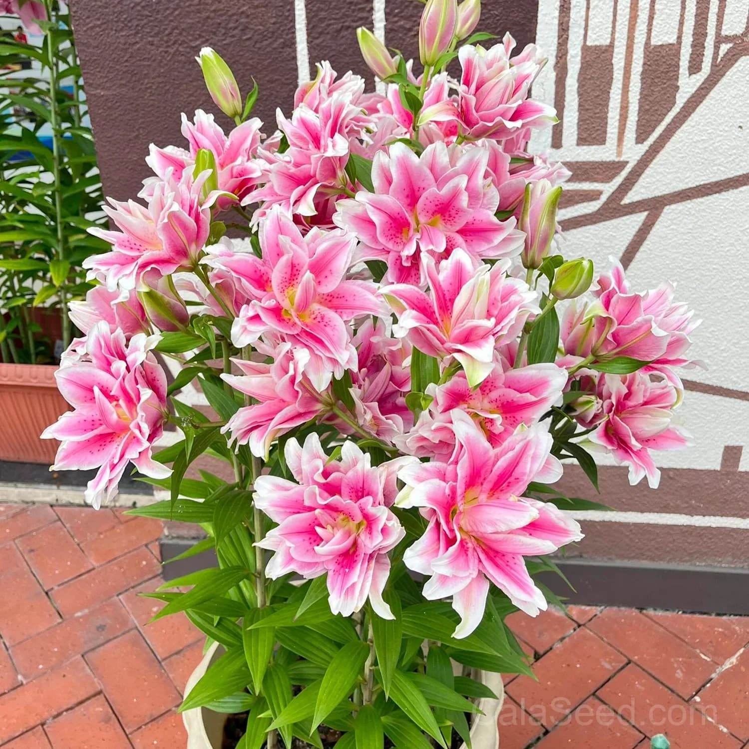 Rare Lily Bulbs — Showy Summer Blooms - View 11
