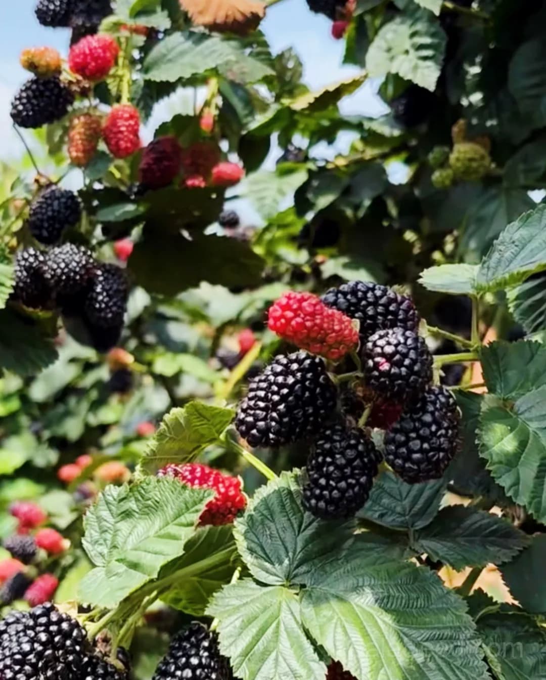 Raspberry 'Black Jewel' Seeds — Dark Berry High-Yield Fruit - Main