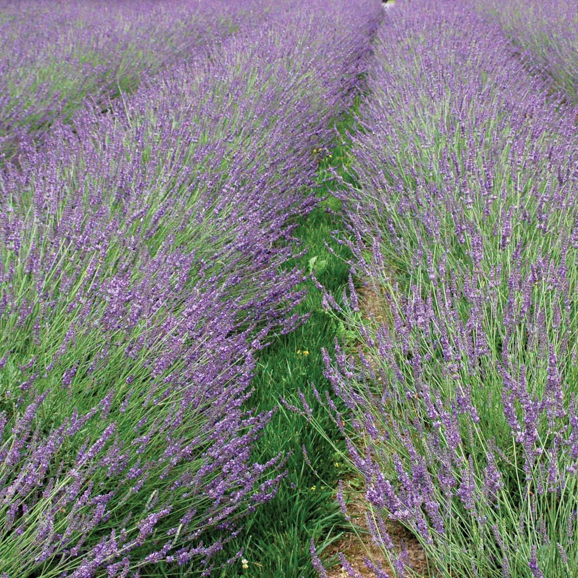 'Phenomenal' Lavender Seeds — Fragrant Hardy Perennial - Main