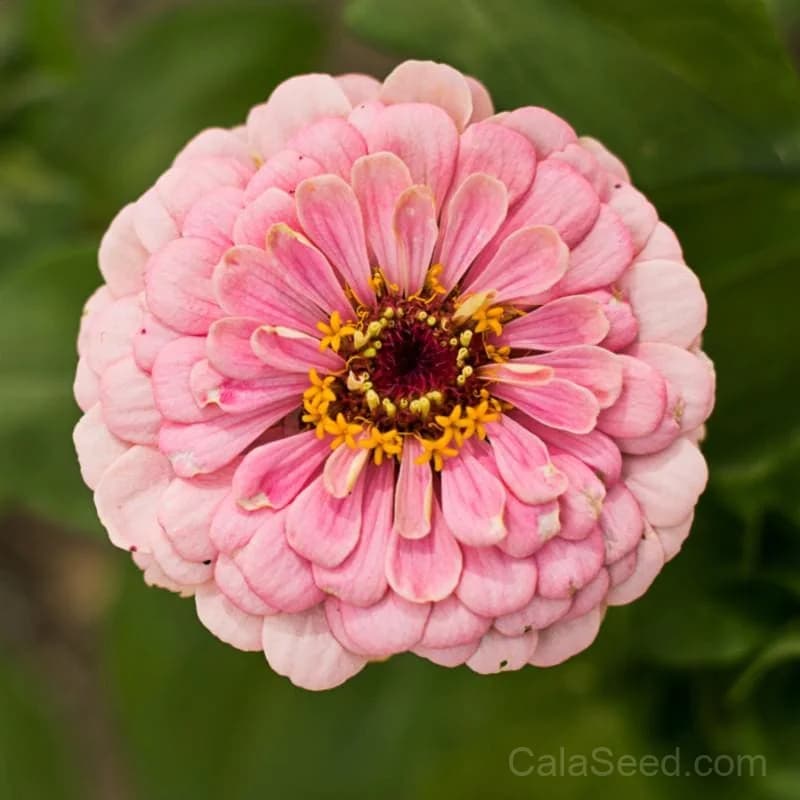 Miss Willmott Zinnia Seeds — Heirloom Elegance in Every Bloom - View 4